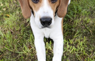 Fido, cane, segnali, linguaggio