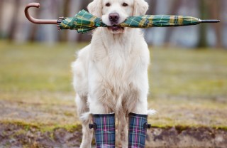 scarpe per cane scarpe per cane