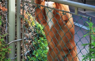 animali, cani, vicini, casa