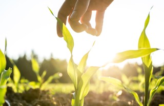 piatti, ingredienti, locali, km0
