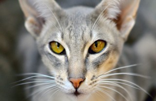 Mostra felina