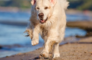 estate, abbandono, animali