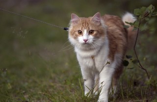 gatto a caccia gatto a caccia