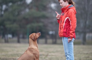 fido, cane, ascolto, ubbidienza, comunicazione