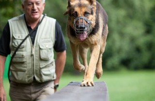 separaziojne, fido, abitudini, equilibrio, casa