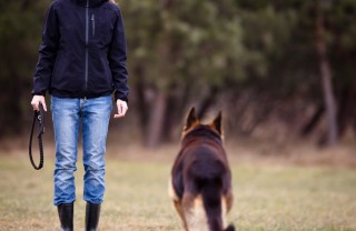 cane, padrone, rapporto