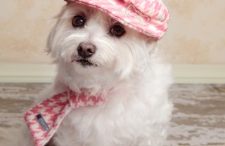 vestito per cane
