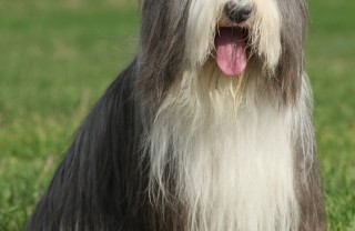Bearded Collie 