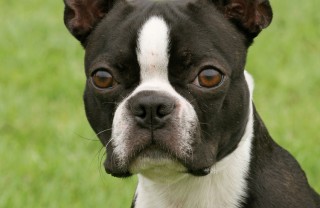 Boston Terrier