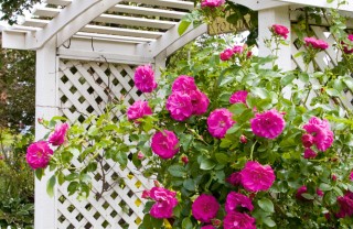 fiorisci come i fiori