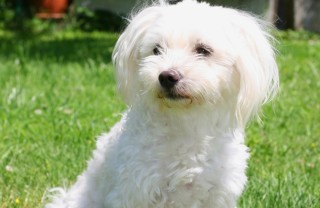 Maltese - Cani da grembo Maltese - Cani da grembo