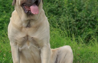 Mastiff Inglese Mastiff Inglese