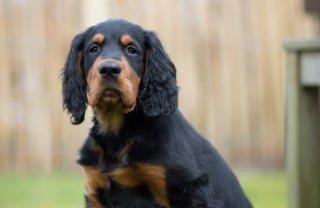Setter Gordon