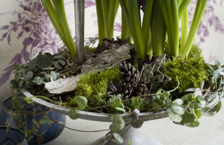 fiori in inverno