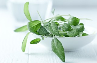 Salvia fritta