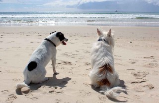animali in vacanza