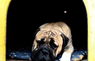 cucce per cani cucce per cani
