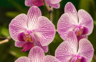 come curare le orchidee