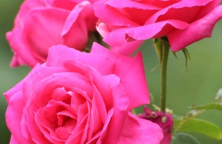 come potare le rose