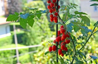 come coltivare i pomodori