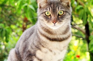 gatto soriano carattere
