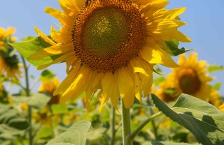 significato dei girasoli significato dei girasoli
