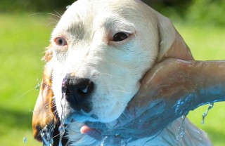 come lavare il cane