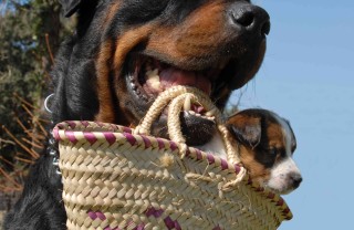 gravidanza del cane
