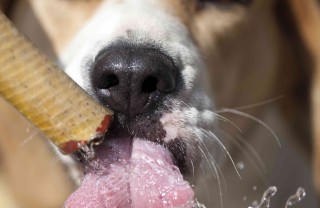 colpo di calore nei cani