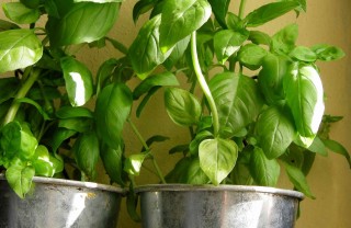 come coltivare il basilico