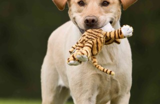 cosa insegnare al cane