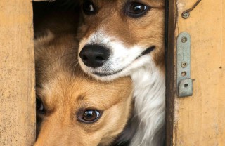 zecche del cane sintomi e rimedi