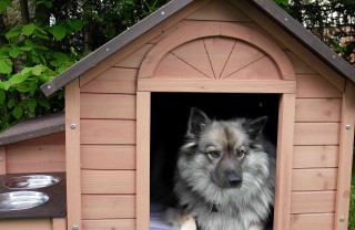 come costruire una cuccia per cani
