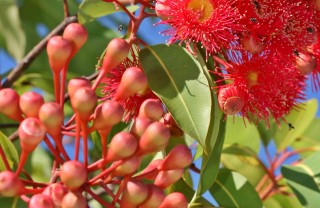 fiori australiani cosa sono e a cosa servono fiori australiani cosa sono e a cosa servono