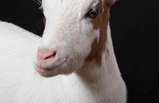 oroscopo cinese capra