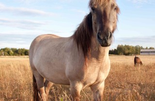 oroscopo cinese cavallo