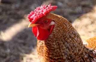 oroscopo cinese gallo