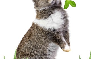 oroscopo cinese lepre o coniglio