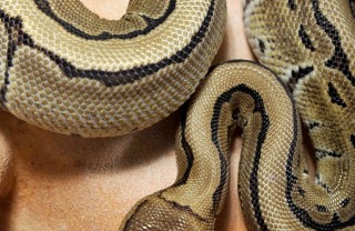 oroscopo cinese serpente