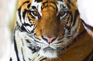 oroscopo cinese tigre