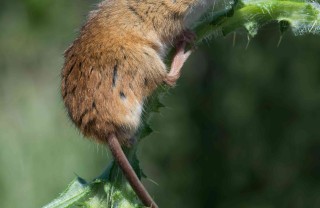 oroscopo cinese il topo
