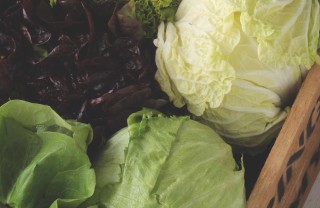 come coltivare la lattuga