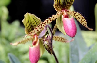 come far rifiorire un'orchidea