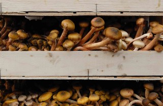 come coltivare i funghi in casa