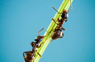 sognare le formiche significato
