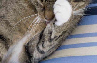 come pulire occhi gattini