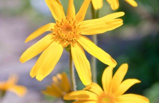 arnica proprietà e benefici arnica proprietà e benefici