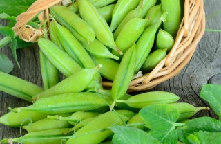 come coltivare i piselli