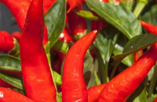 come coltivare il peperoncino in casa