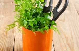 come coltivare il prezzemolo in casa